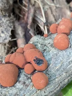 Hypoxylon howeanum thumbnail 3