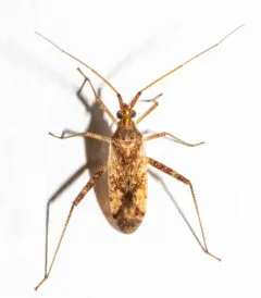 Phytocoris pallidicornis thumbnail 3