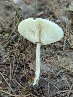 yellowish-white melanoleuca thumbnail 4