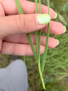Meadow Brome thumbnail 4
