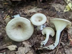 Singerocybe adirondackensis thumbnail 3