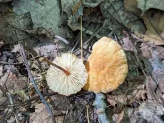 Marasmius sullivantii thumbnail 4