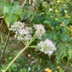 Wild Angelica thumbnail 4