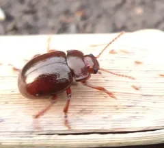 brown leaf beetle thumbnail 3