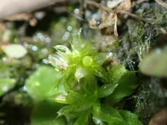 Spreading-leaved Earth Moss thumbnail 3