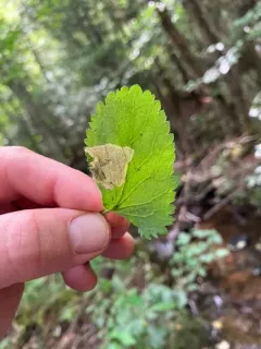 Trypeta flaveola thumbnail 2