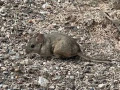 Desert Woodrat thumbnail 2