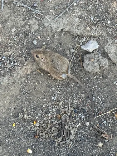 Great Basin Pocket Mouse