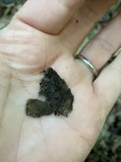 Berkleasmium concinnum thumbnail 3