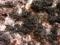 Thermutis velutina thumbnail 3