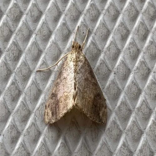 Cross-striped Cabbageworm Moth
