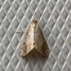 Cross-striped Cabbageworm Moth thumbnail 1