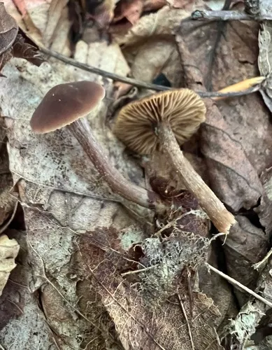 Tubaria-like Fiberhead