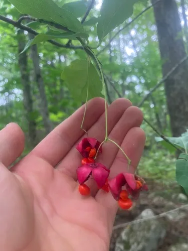 Large-leaved Spindle