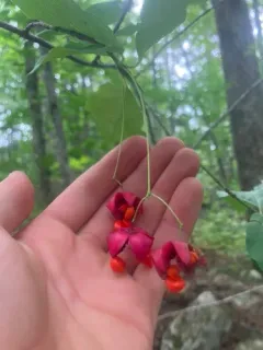 Large-leaved Spindle thumbnail 1