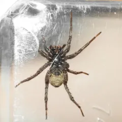 Koch's Wolf Spider thumbnail 4