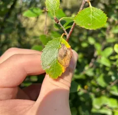 Amber-marked Birch Leaf-miner Sawfly thumbnail 4