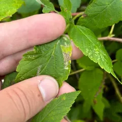 Stigmella villosella thumbnail 4