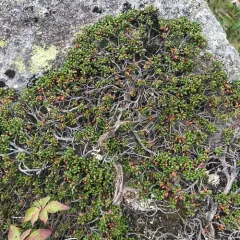 alpine azalea thumbnail 2