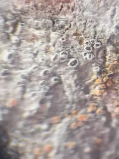 Myriolecis sambuci thumbnail 3