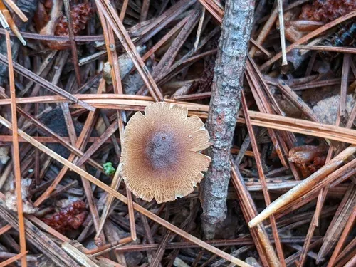 Inocybe suecica