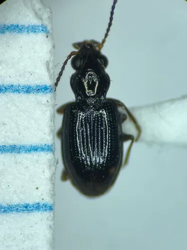 Bembidion siticum