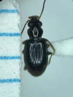 Bembidion siticum thumbnail 1