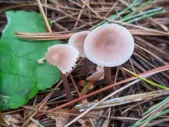 Mycena pearsoniana thumbnail 1