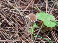 Psathyrella impexa thumbnail 4