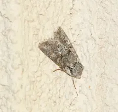 Egira variabilis thumbnail 3