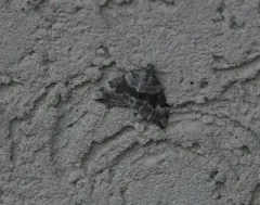 Dysstroma brunneata thumbnail 3