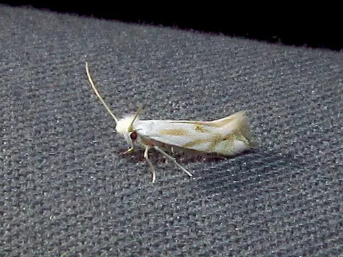 Mountain Bucculatrix