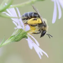 Aster Mining Bee thumbnail 2