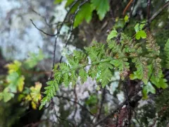 Laurentian bulblet fern thumbnail 1