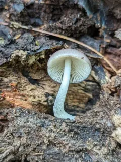 Netted Fieldcap thumbnail 4