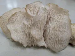 Tiered tooth fungus thumbnail 3