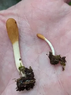 Trichoderma alutaceum thumbnail 4