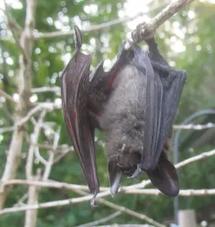 Long-eared Myotis thumbnail 4