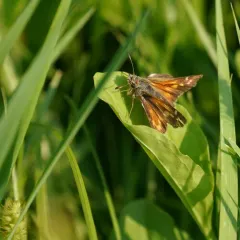American Branded Skipper thumbnail 3