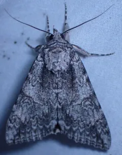 Catocala orion thumbnail 3