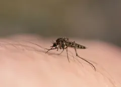 Aedes impiger thumbnail 2