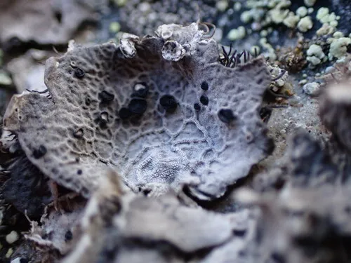Umbilicaria scholanderi