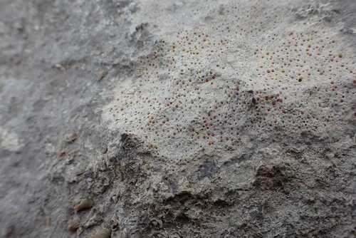 Protoblastenia incrustans