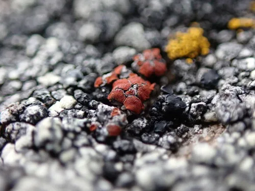 Parasitic Firedot Lichen
