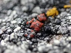 Parasitic Firedot Lichen thumbnail 1
