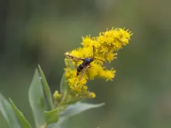 Carmenta giliae thumbnail 2