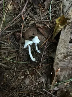 Inocybe sambucella thumbnail 2