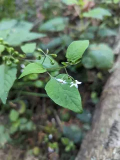 American black nightshade thumbnail 4