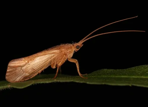 Agrypnia straminea
