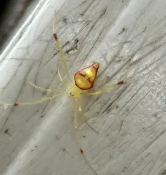 Spintharus flavidus thumbnail 3